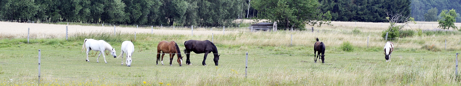 Pferde auf einer Weide ©Feuerbach